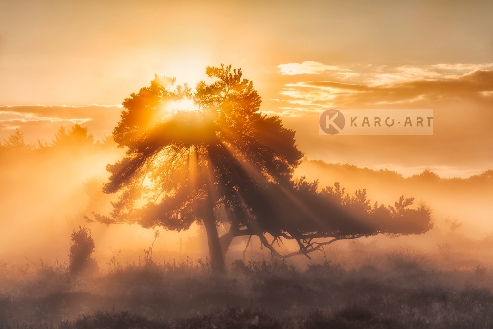 Schilderij - Zonsopkomst door de bomen , Oranje bruin , 3 maten , Wanddecoratie