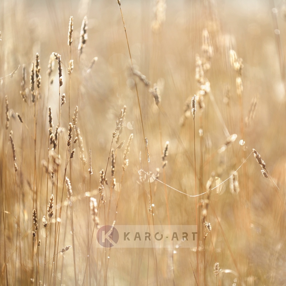 Schilderij - Mist in het veld , Beige geel , 3 maten , Premium print afbeelding