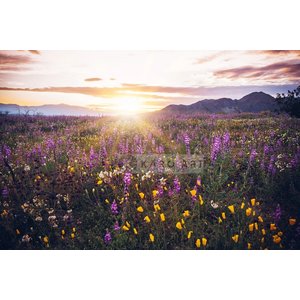 Karo-art Afbeelding op acrylglas - Bloemenveld in de vallei Karo-art Afbeelding op acrylglas - Bloemenveld in de vallei