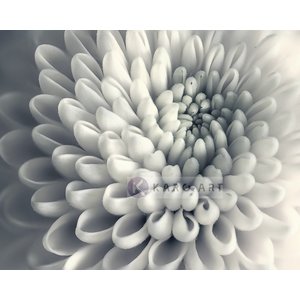 Karo-art Schilderij - Chrysant bloem , Zwart wit , 3 maten , Premium print