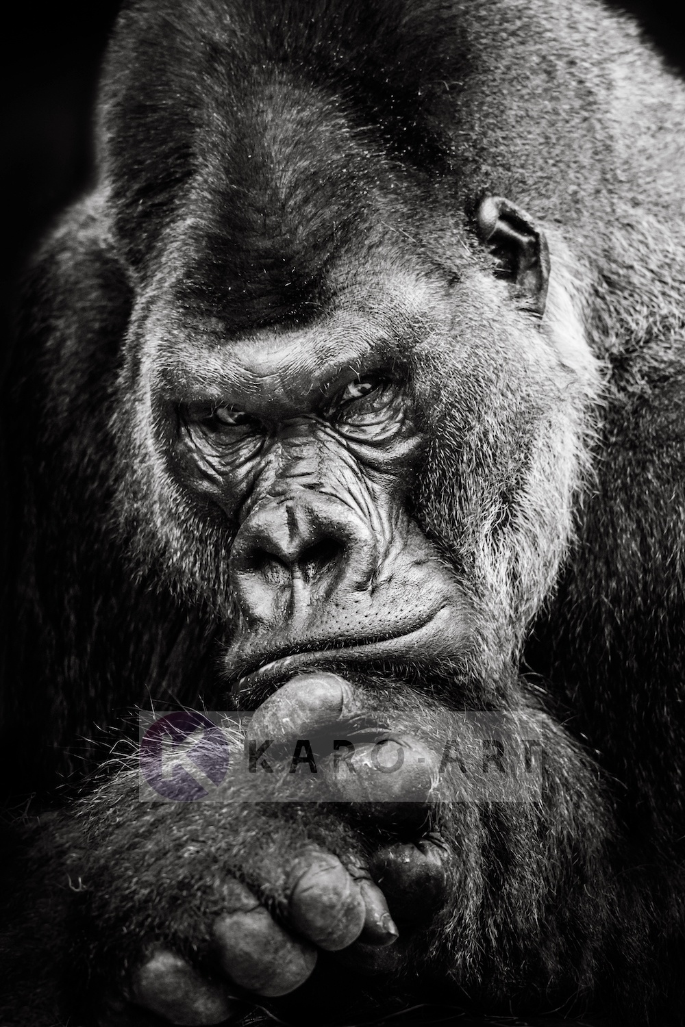 Schilderij - Gorilla , Zwart wit , 3 maten , Premium print afbeelding