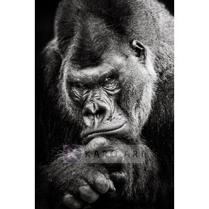 Karo-art Afbeelding op acrylglas - Gorilla Karo-art Afbeelding op acrylglas - Gorilla