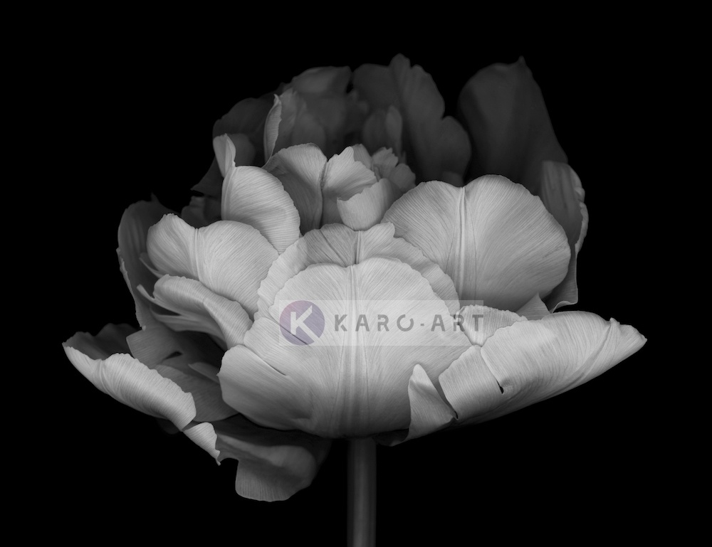 Schilderij - Dubbele Tulp , Zwart wit , 3 maten , Premium print afbeelding
