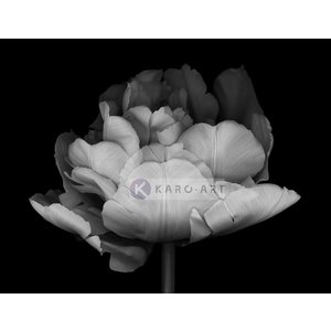 Karo-art Afbeelding op acrylglas - Dubbele Tulp Karo-art Afbeelding op acrylglas - Dubbele Tulp