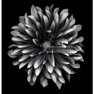 Karo-art Schilderij - Dahlia Zwart-Wit , 3 maten , Premium print