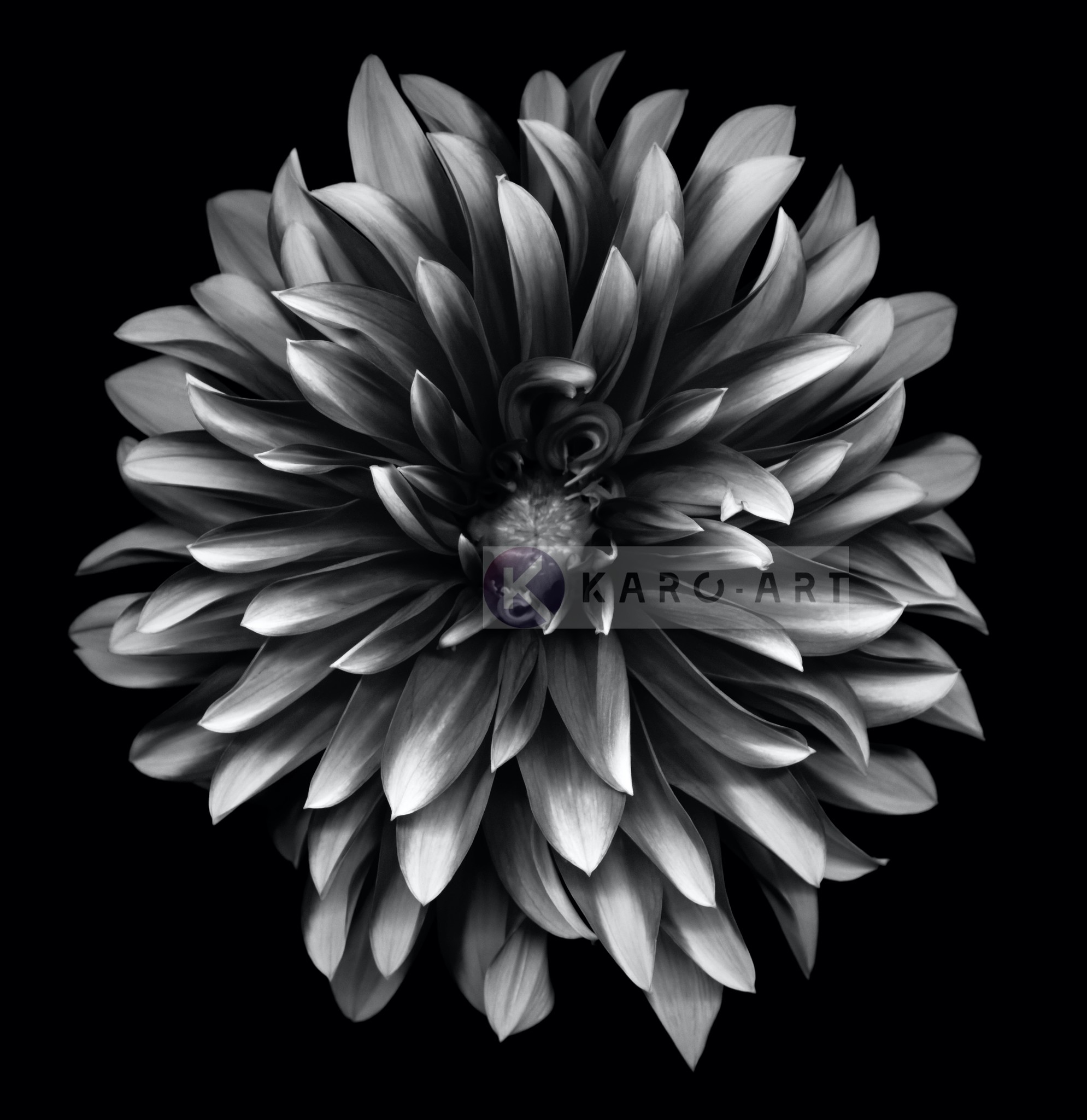 Schilderij - Dahlia Zwart-Wit , 3 maten , Premium print afbeelding