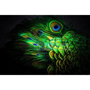Karo-art Schilderij - Pauw veren , Multikleur , 3 maten , Premium print