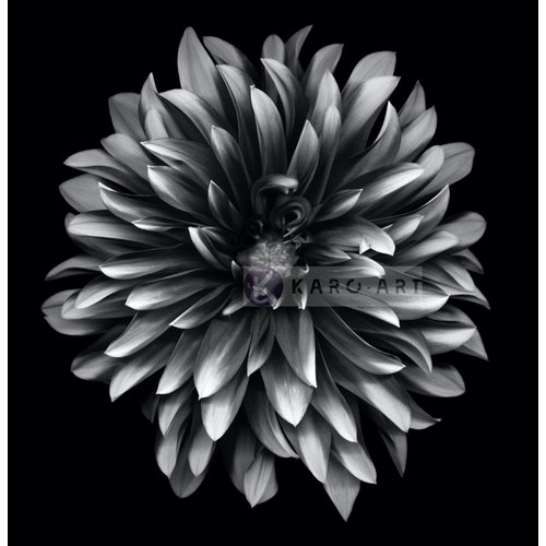 Karo-art Afbeelding op acrylglas - Dahlia Zwart-Wit