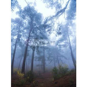 Karo-art Afbeelding op acrylglas - Mistig Bos Karo-art Afbeelding op acrylglas - Mistig Bos