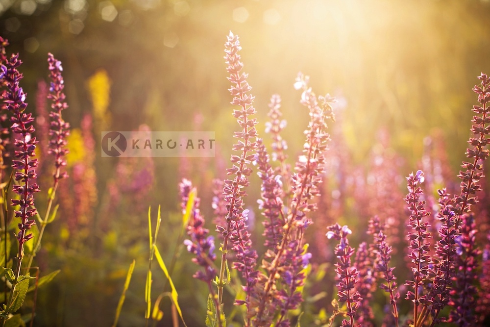 Schilderij - Wilde Bloemen , Multikleur , 3 maten , Wanddecoratie afbeelding