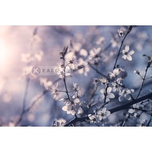 Karo-art Afbeelding op acrylglas - Kersenbloesem Tak Karo-art Afbeelding op acrylglas - Kersenbloesem Tak