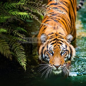 Karo-art Afbeelding op acrylglas - Sluipende Tijger Karo-art Afbeelding op acrylglas - Sluipende Tijger