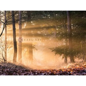 Karo-art Schilderij - Ochtend door de bomen