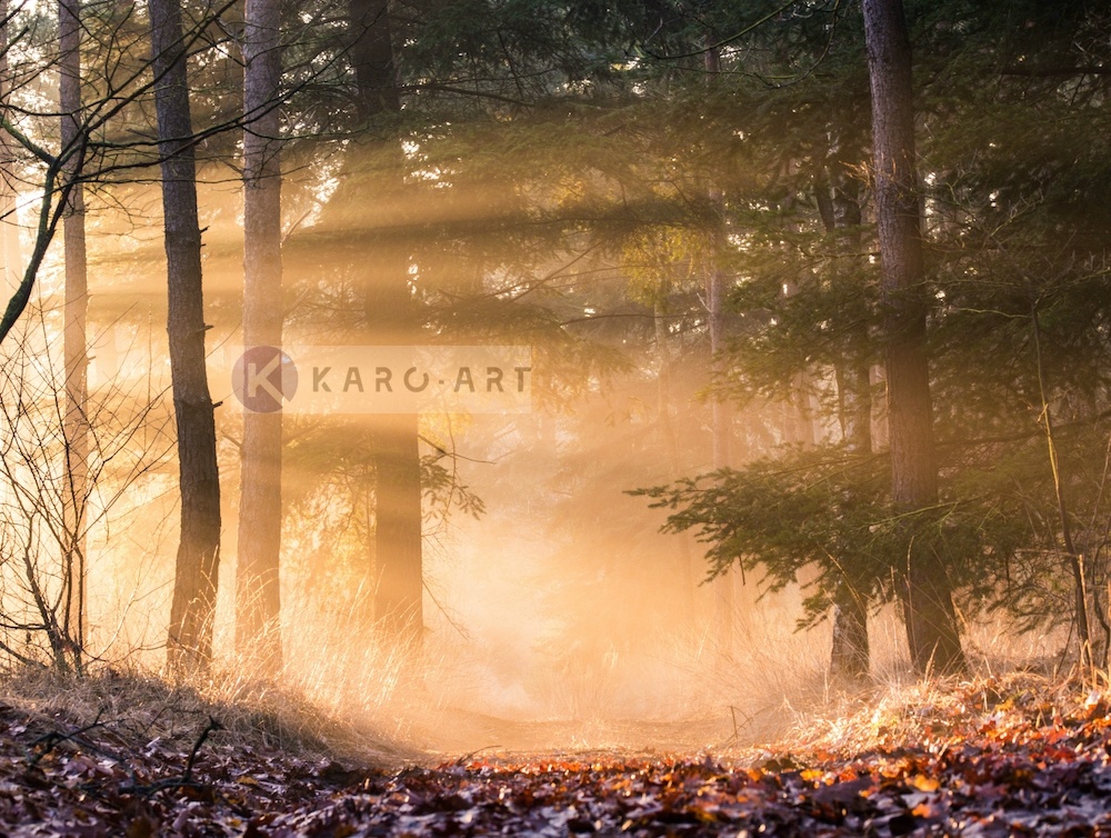 Schilderij - Ochtend door de bomen afbeelding