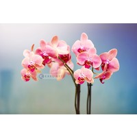 Karo-art Schilderij - Orchidee , Multikleur , 2 maten , Wanddecoratie