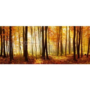 Karo-art Schilderij - Bos in de herfst, Multikleur , 2 maten , print op canvas, premium print