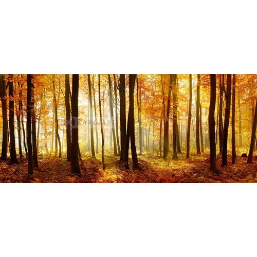 Karo-art Schilderij - Bos in de herfst, Multikleur , 2 maten , print op canvas, premium print