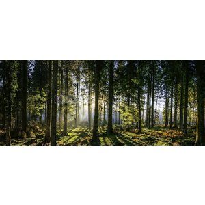 Karo-art Schilderij - Panorama bos, groen/zwart, 2 maten , print op canvas, premium print