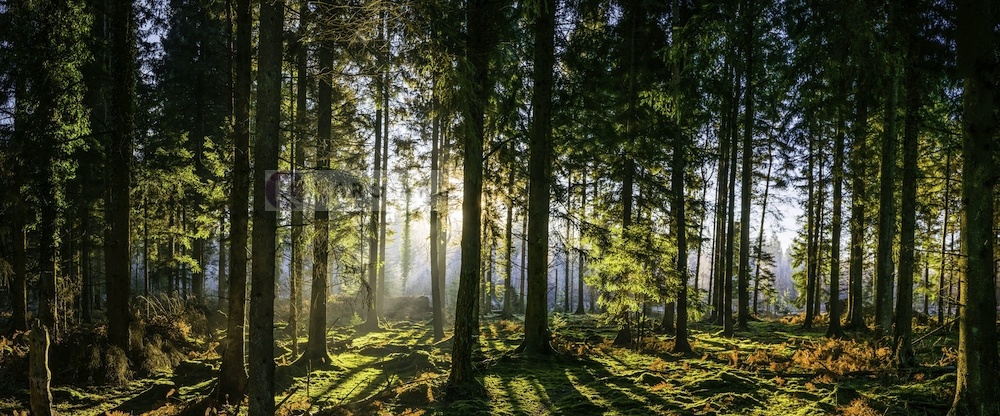 Schilderij - Panorama bos, groen/zwart, 2 maten , print op canvas, premium print afbeelding