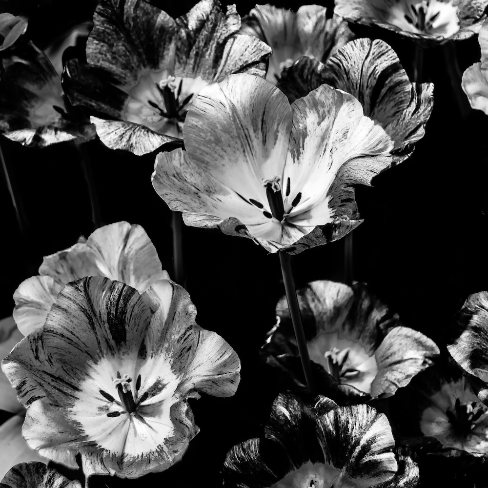 Schilderij - Bloemen Zwart-Wit ,3 maten , Wanddecoratie afbeelding