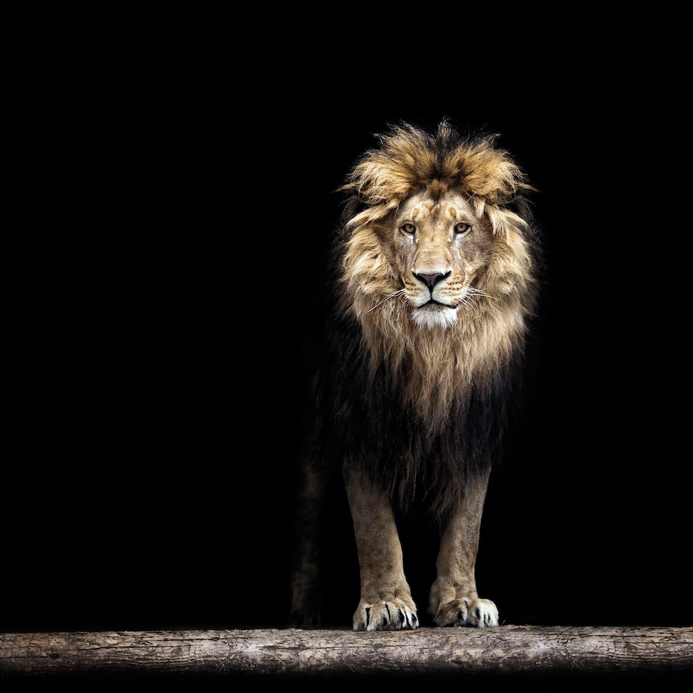 Schilderij - Leeuw, Koning van de jungle, Zwart/bruin ,3 maten , Premium Print afbeelding