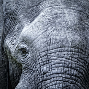 Karo-art Schilderij - Olifant, close up, grijs , 3 maten , Premium Print