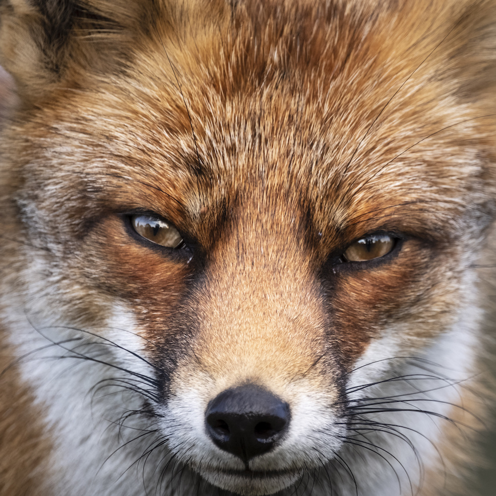 Schilderij - Vos, close up ,Bruin wit , 3 maten , Premium Print afbeelding