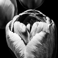 Schilderij - Tulp Zwart-Wit, premium print Karo-art Schilderij - Tulp Zwart-Wit, premium print