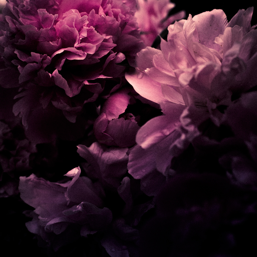 Schilderij - Roze Pioen, Roze zwart , 3 maten , premium print afbeelding