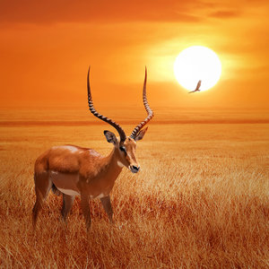 Karo-art Schilderij - Antilope in Afrika , Oranje bruin , 3 maten , Wanddecoratie