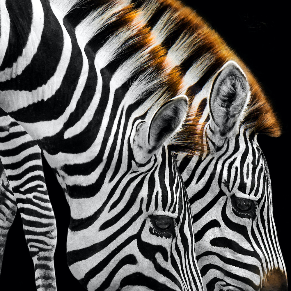 Schilderij - Drinkende zebra&apos;s , Zwart wit , 3 maten , Premium Print afbeelding