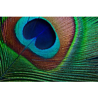 Karo-art Fotobehang - Veer van pauw