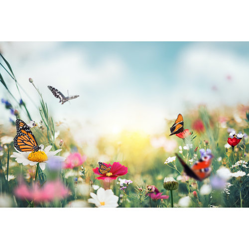 Karo-art Fotobehang - zomerweide met vlinders