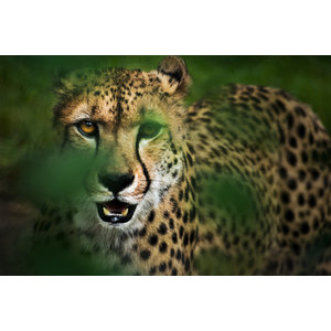 Karo-art Schilderij - Cheeta in hoog gras , Groen/Geel, 2 maten, Premium print