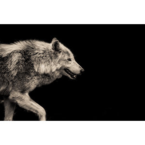 Karo-art Schilderij - Grijze wolf, 2 maten, Premium print