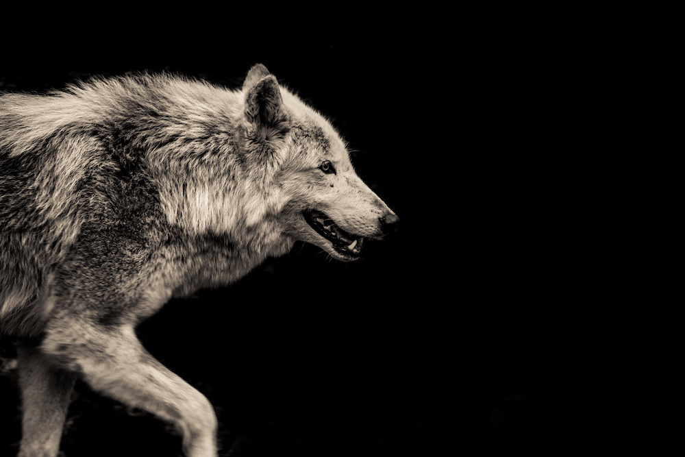 Schilderij - Grijze wolf, 2 maten, Premium print afbeelding