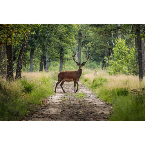 Karo-art Schilderij - Hert in bos, Groen,  2 maten, Premium print