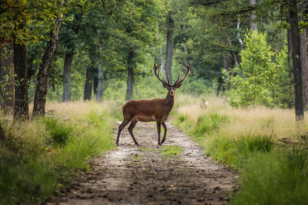 Schilderij - Hert in bos, Groen, 2 maten, Premium print afbeelding