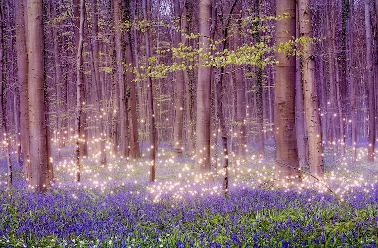 Schilderij - Magisch bos, Paars, 2 maten, Premium print afbeelding
