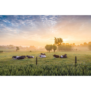 Karo-art Schilderij - Koeien bij zonsopgang,  2 maten, Premium print