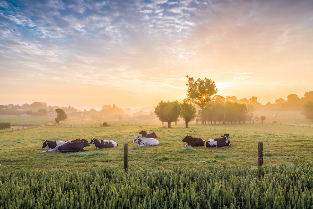 Schilderij - Koeien bij zonsopgang, 2 maten, Premium print afbeelding