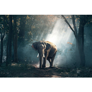 Karo-art Schilderij - Olifant in bos,  2 maten, Premium print