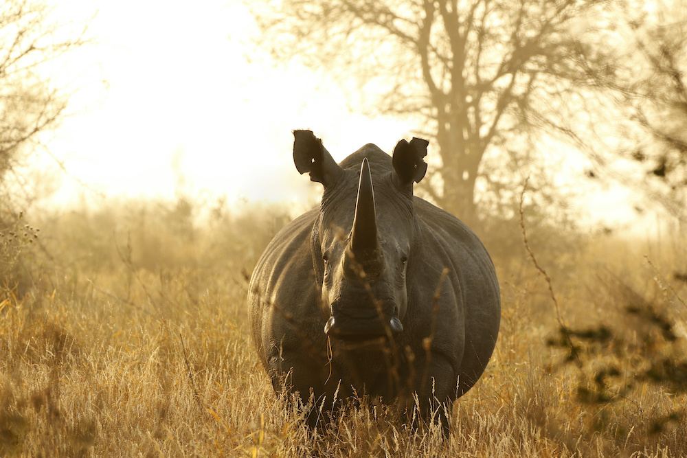 Schilderij - Neushoorn in hoog gras, 2 maten, Premium print afbeelding