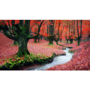 Karo-art Schilderij - Rood bos ,  2 maten, Premium print