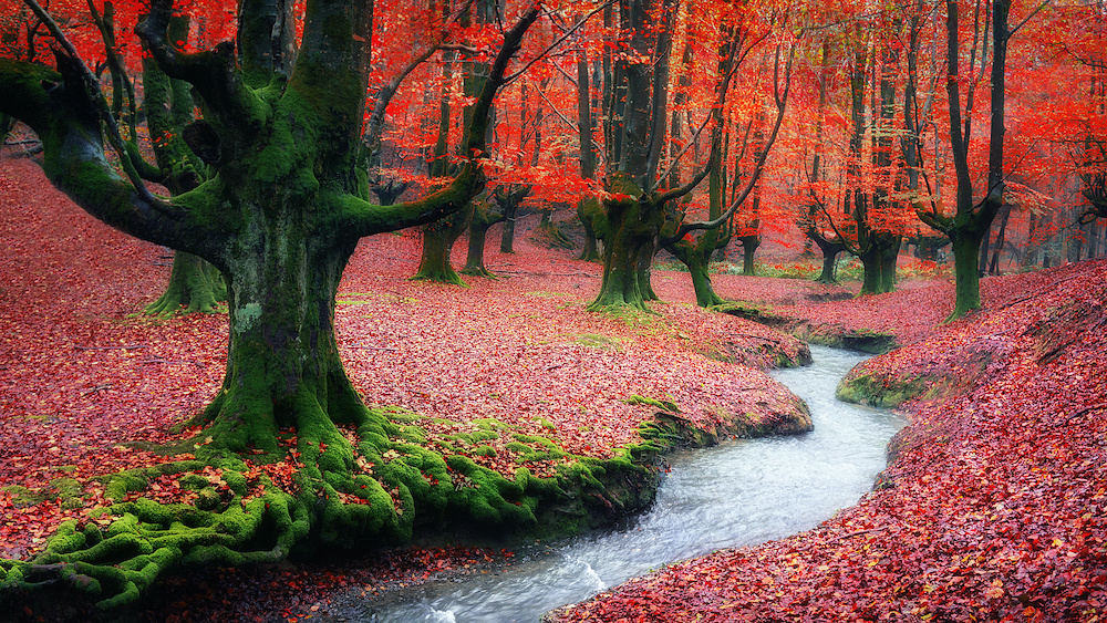 Schilderij - Rood bos , 2 maten, Premium print afbeelding