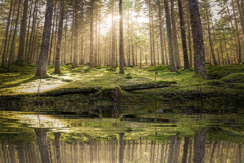 Schilderij - Vijver in het bos , 2 maten, Premium print afbeelding