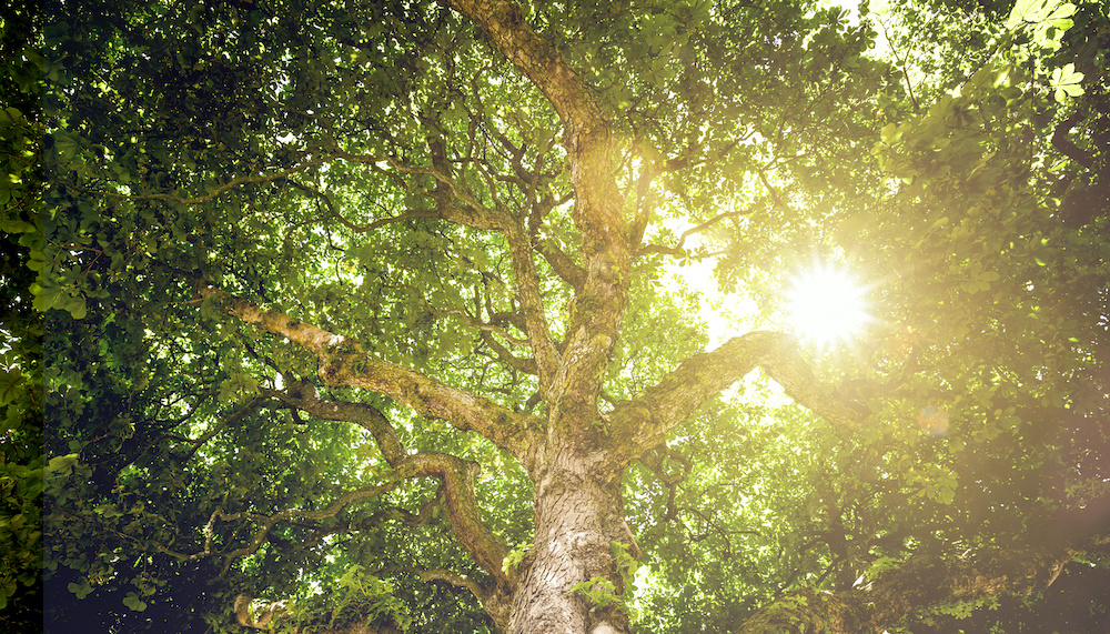 Schilderij - Zon door de bladeren , 2 maten, Premium print afbeelding