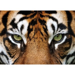 Karo-art Schilderij - Tijger ogen ,  2 maten, Premium print