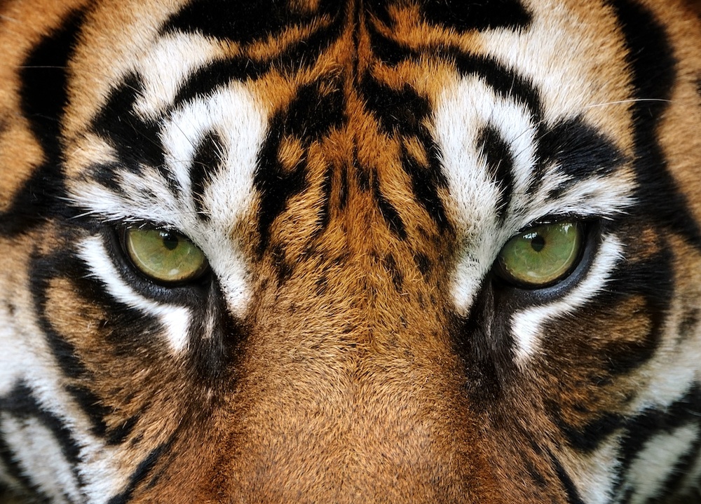 Schilderij - Tijger ogen , 2 maten, Premium print afbeelding