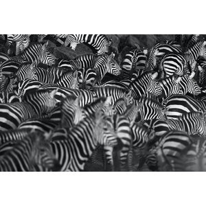 Karo-art Schilderij - Zebra kudde,  2 maten, Premium print